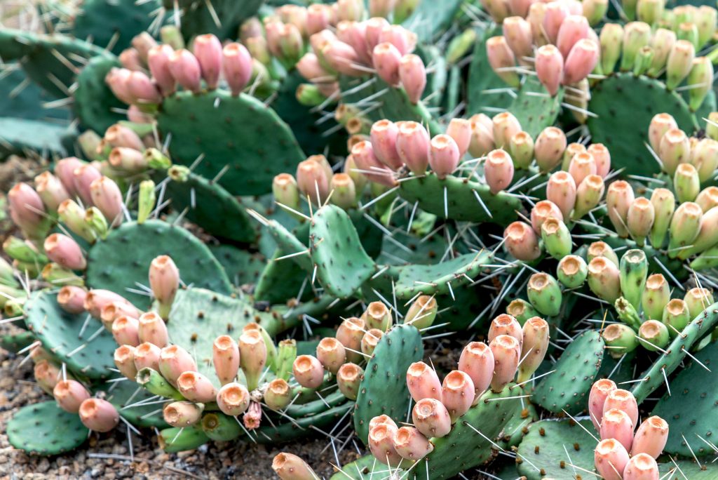 Prickly Pear Cactus