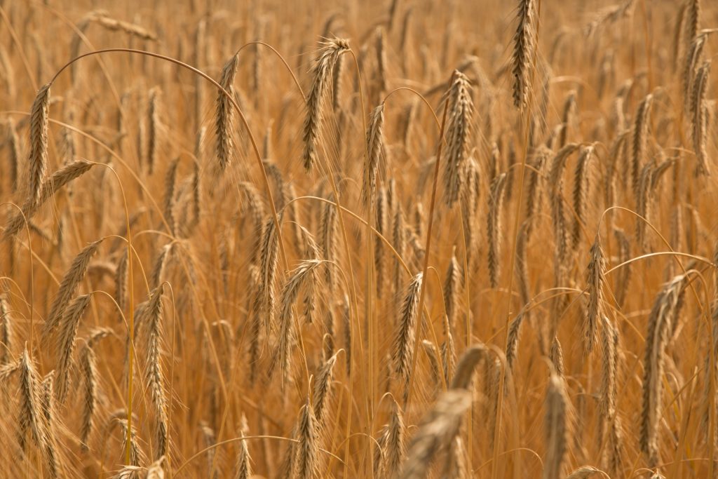 Red Bearded Wheat
