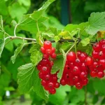 12 Best Health Benefits of Red Currants for Men
