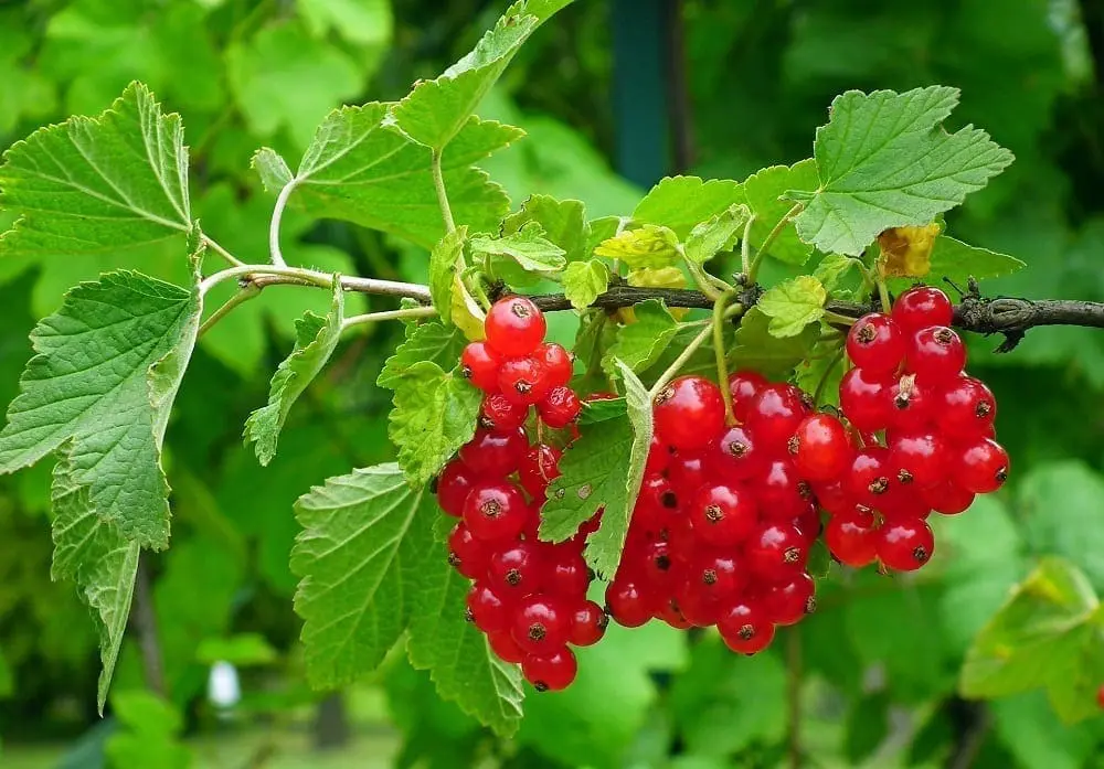 12 Best Health Benefits of Red Currants for Men