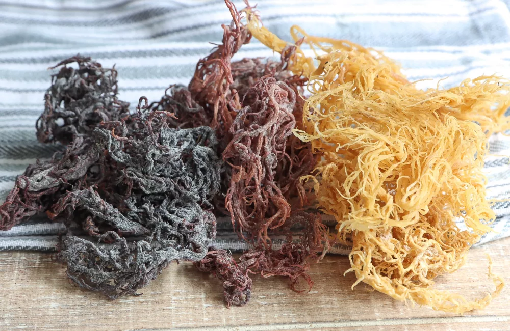 Sea Moss Benefits for Women