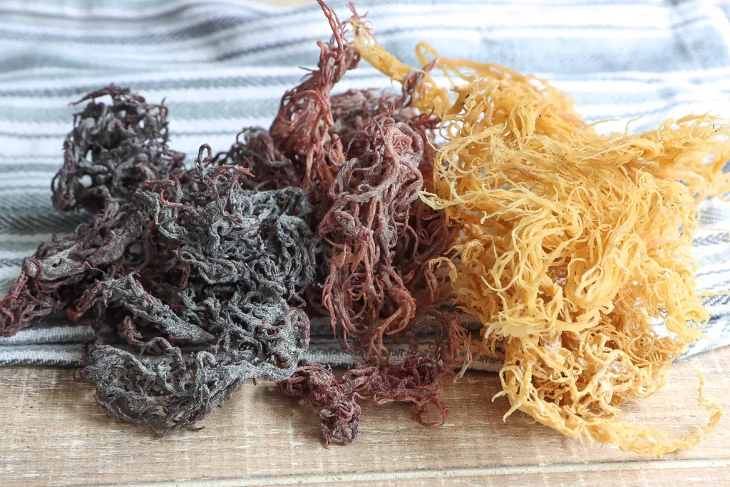 Sea Moss Benefits: 15 Amazing Reasons Why You Should Consider this Nutritional Powerhouse