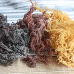 Sea Moss Benefits: 15 Amazing Reasons Why You Should Consider this Nutritional Powerhouse
