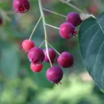 16 Best Health Benefits of Serviceberry for Women