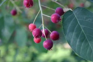 16 Best Health Benefits of Serviceberry for Women