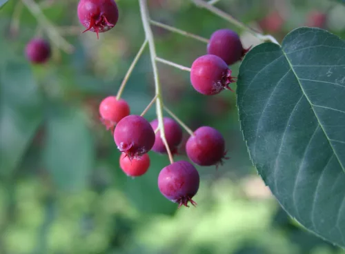 Serviceberry