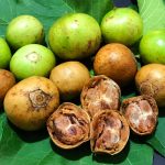16 Amazing Benefits of Voavanga: A Nutrient-Dense Fruit with Powerful Health Benefits