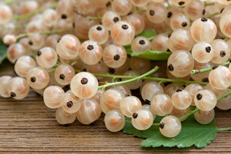 15 Best Health Benefits of White Currant