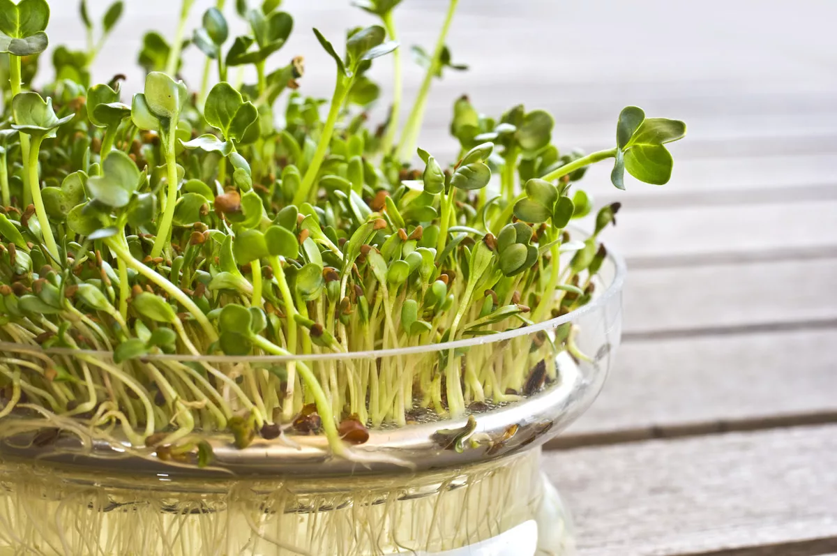 alfalfa Sprouts