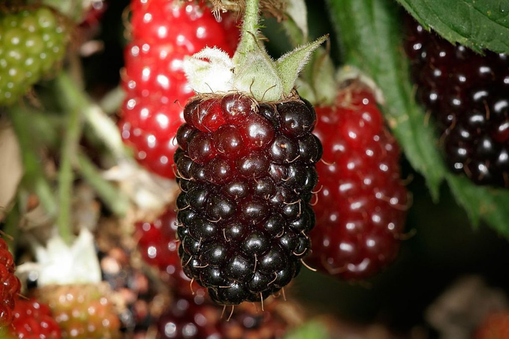 13 Amazing Health Benefits of Boysenberry