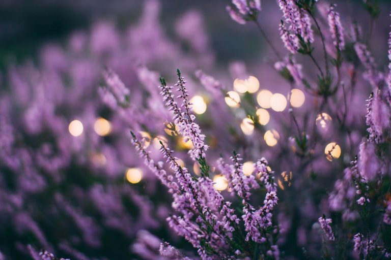 What Are the Best Plant Choices for a Fragrant Garden?