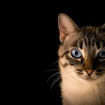 Why Does Your Cat Lick the Air? Understanding This Odd Feline Habit