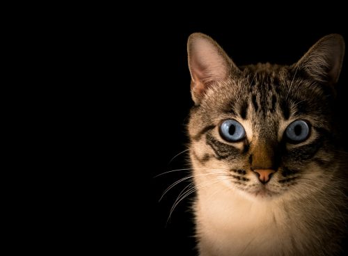 close up photo of tabby cat