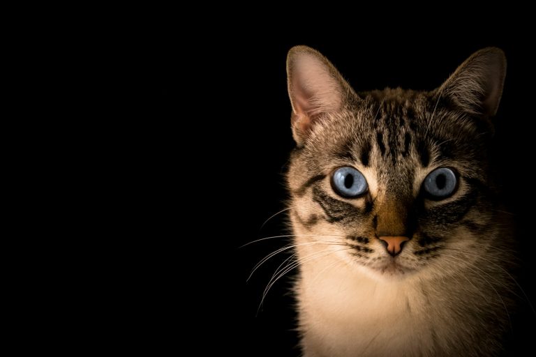 Why Is Your Cat Licking the Air?