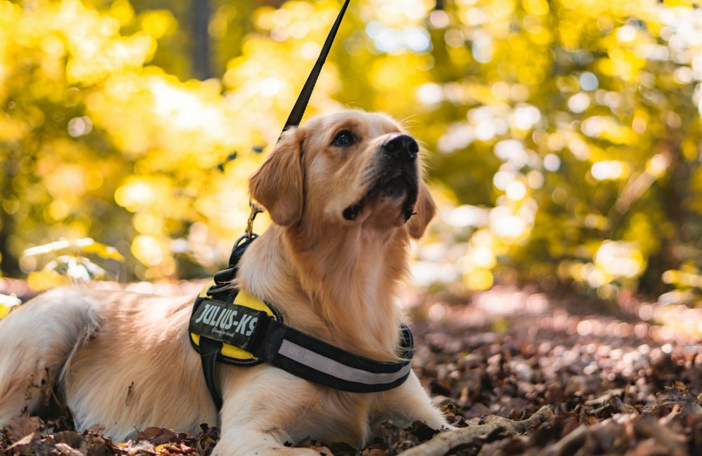 golden retriever with yellow and black harness