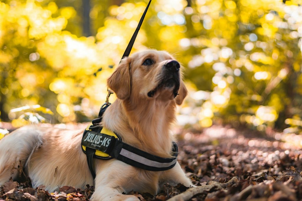 What's the Difference Between a Therapy Dog and a Service Dog? 1 What’s the Difference Between a Therapy Dog and a Service Dog?