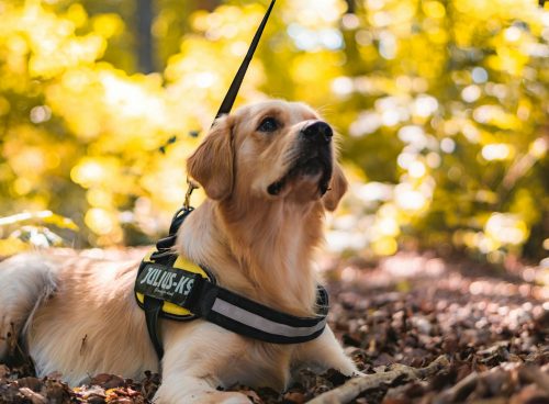 golden retriever with yellow and black harness