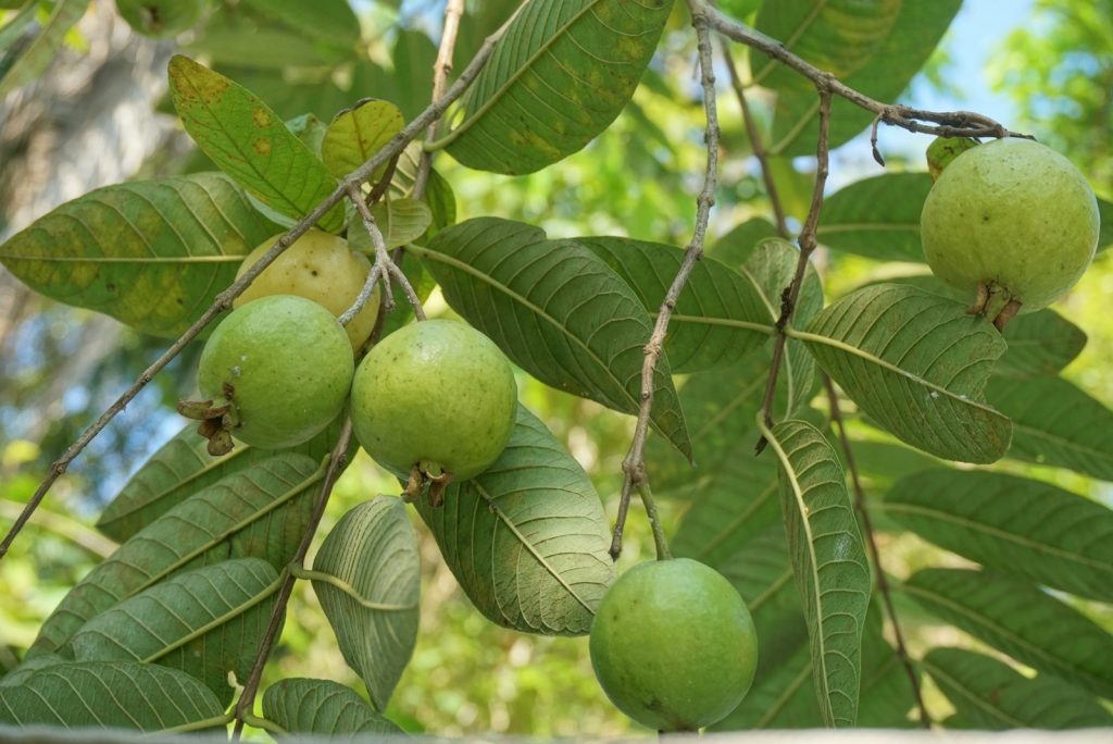 Is consuming guava leaves tea good for health?