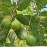 Is consuming guava leaves tea good for health?