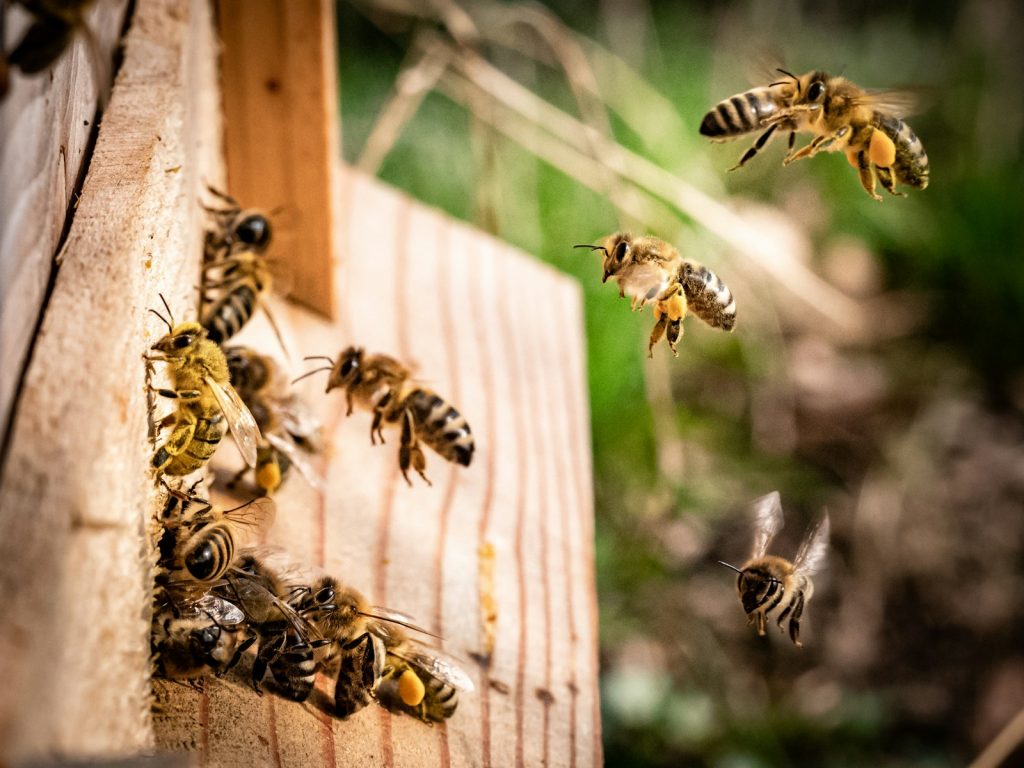 How to get rid of a swarm of bees without harming them
