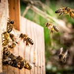 How to get rid of a swarm of bees without harming them