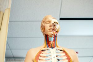 What’s the Difference Between Occupational Health and Occupational Safety?