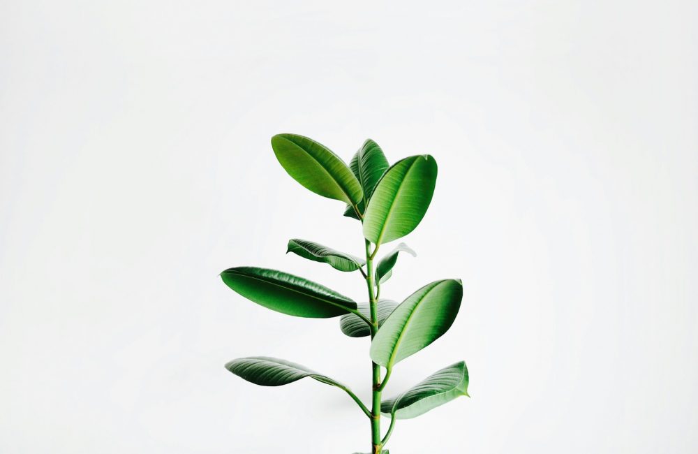 green leaf plant