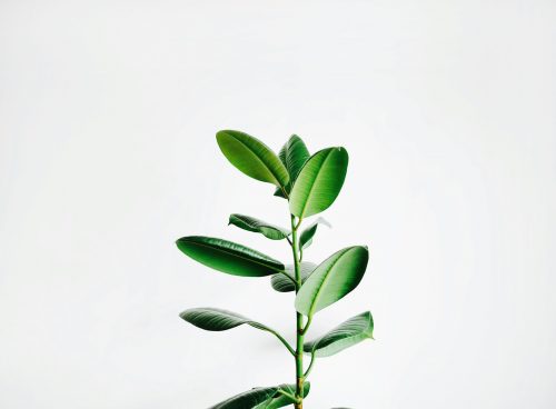 green leaf plant