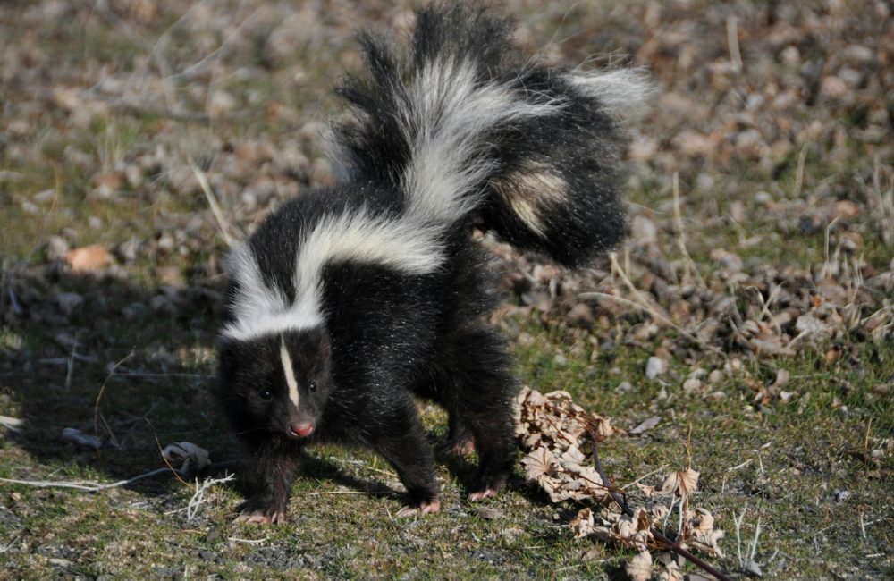 black and white skunk