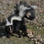 How to get rid of a skunk’s smell in your yard