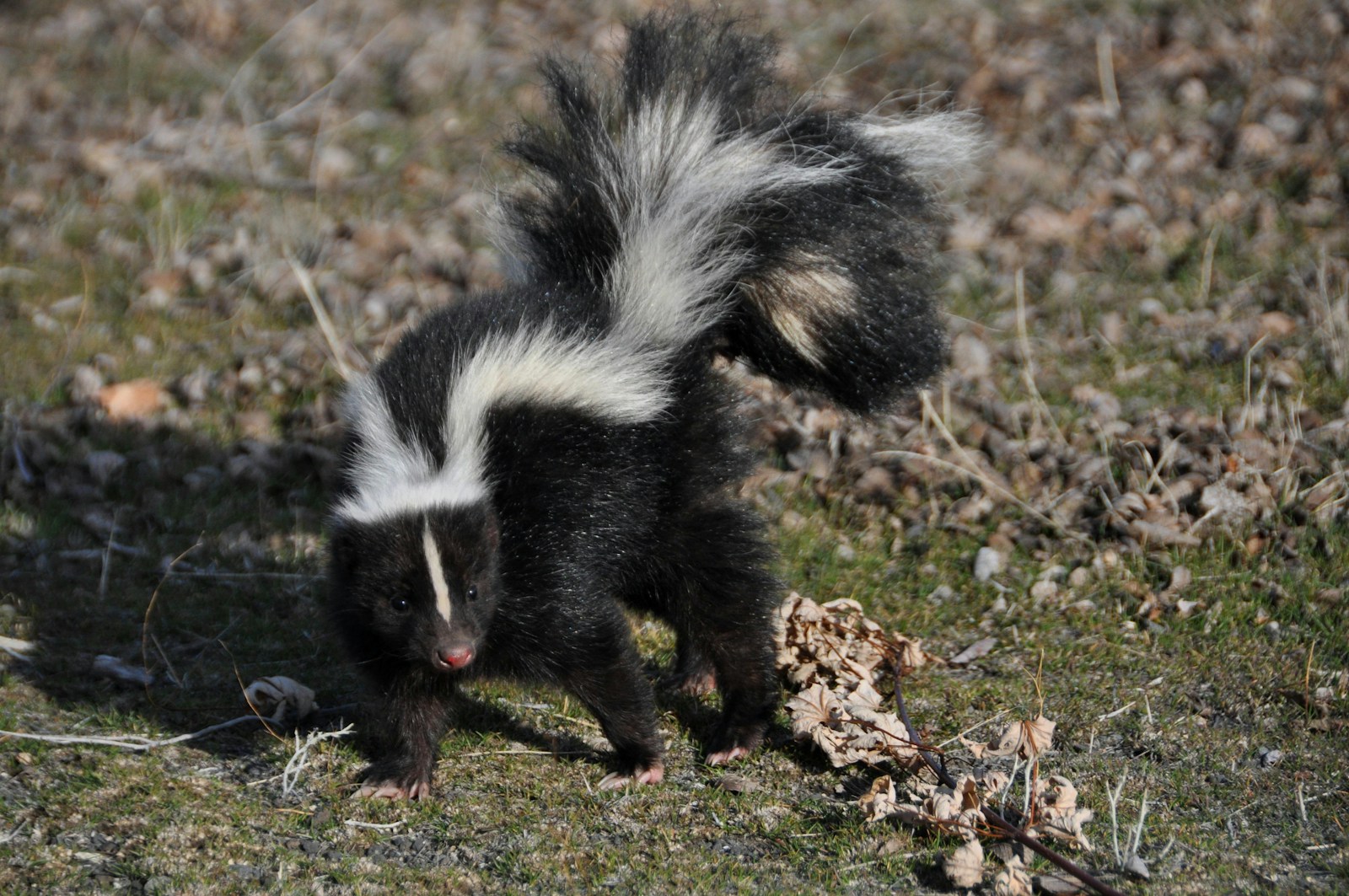 How to get rid of a skunk's smell in your yard 1 black and white skunk