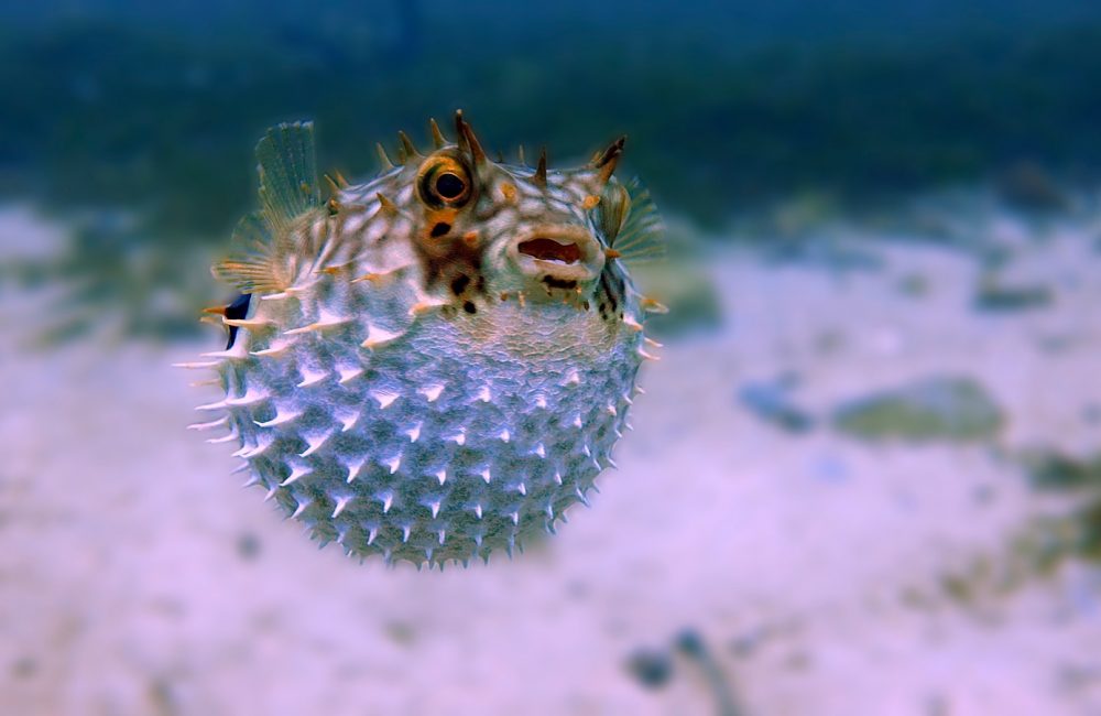 white and brown fish in close up photography