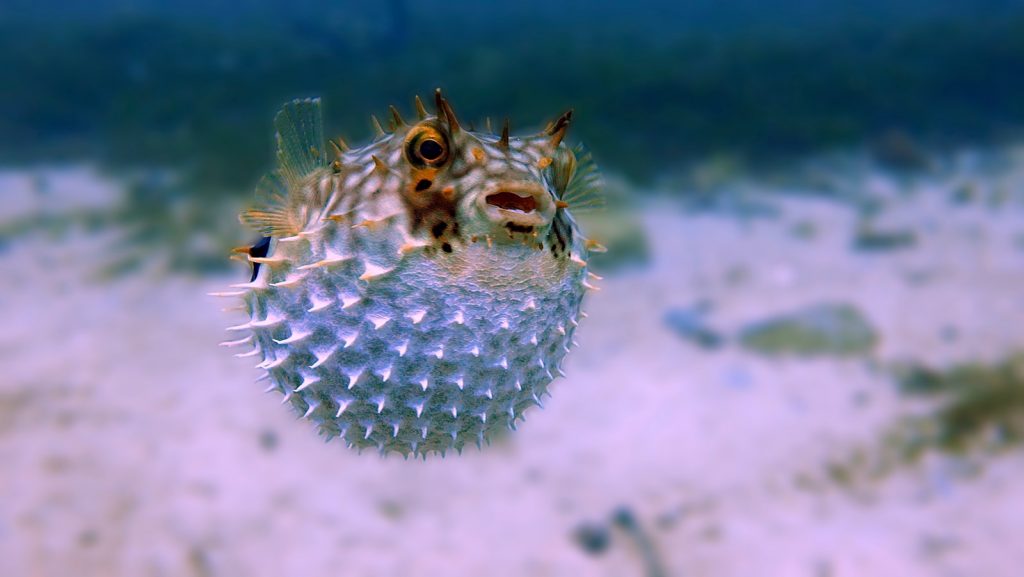 How Do Pufferfish Inflate?