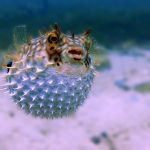 How Do Pufferfish Inflate?