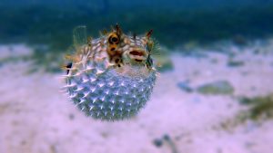 How Do Pufferfish Inflate?