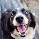 Why are there so many dog breeds?