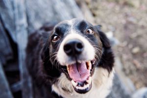 Why are there so many dog breeds?