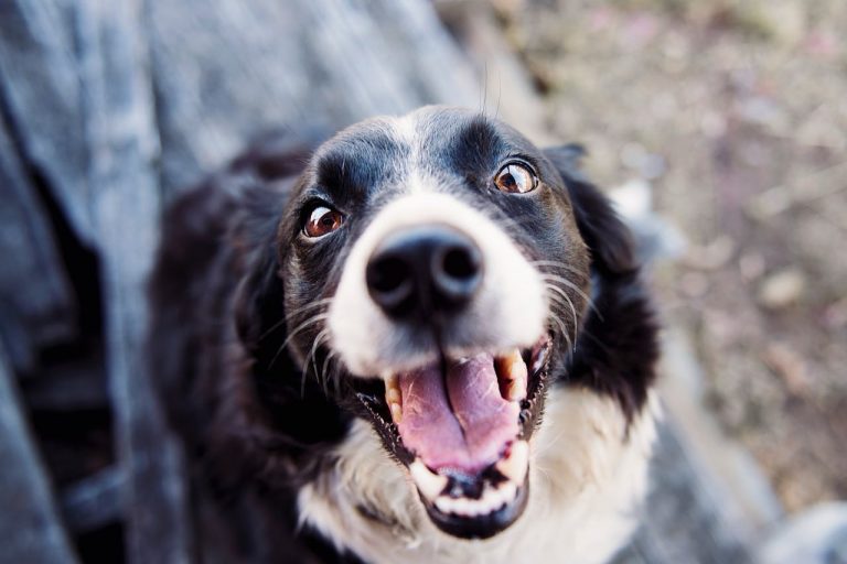 Why are there so many dog breeds?