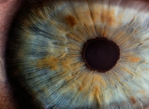 macro photography of human eye