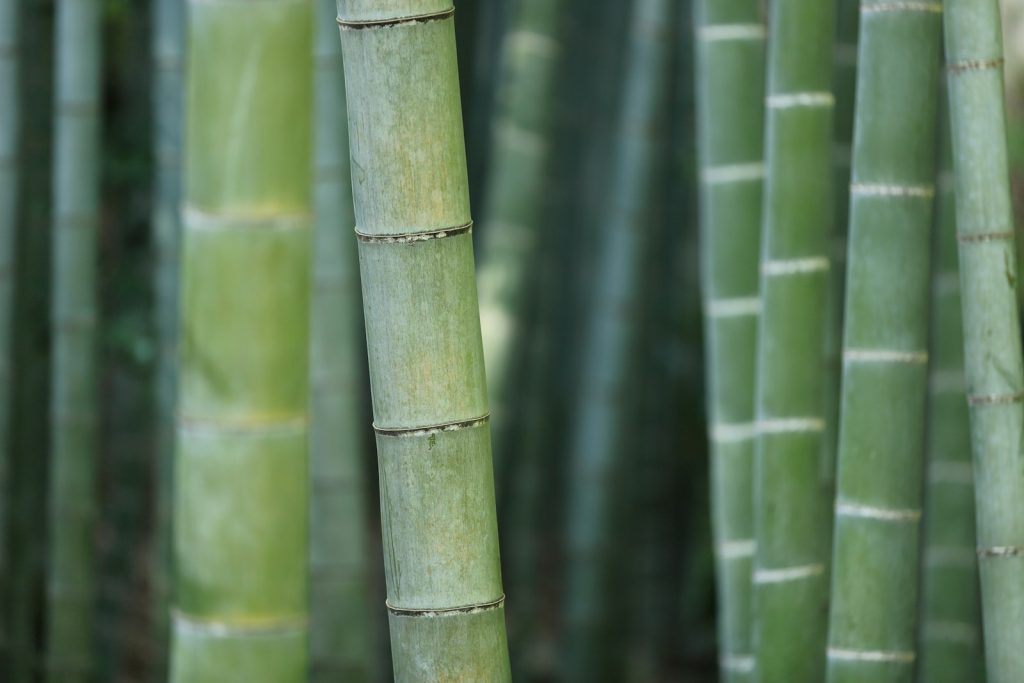 How to get rid of bamboo plants invading your garden 1 How to get rid of bamboo plants invading your garden