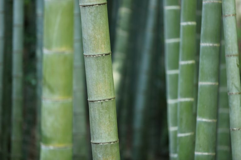 How to get rid of bamboo plants invading your garden