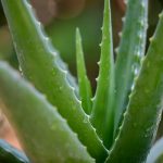 13 natural remedies against Whipple’s disease