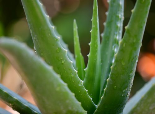 green aloe vera plant