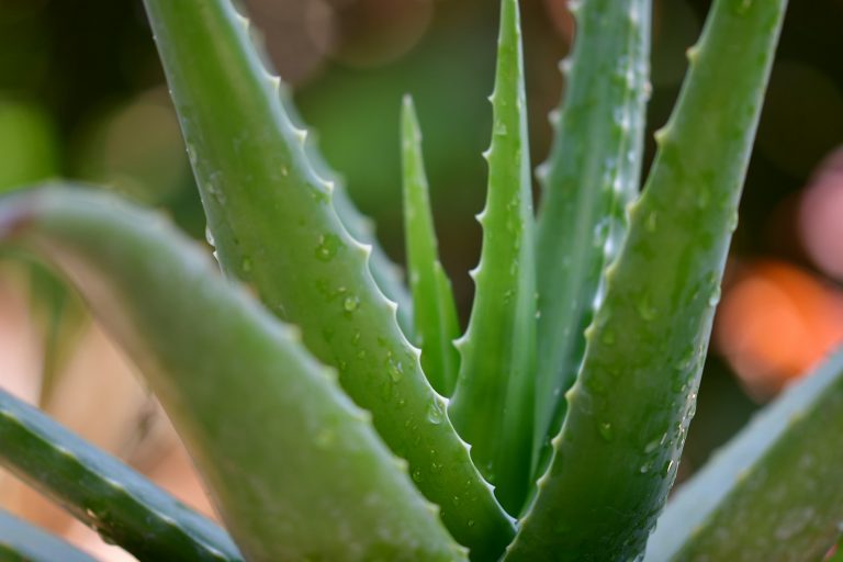 14 natural remedies against Sjögren’s syndrome