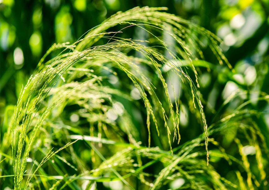 Is eating teff grain good for gluten sensitivity?