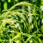Is eating teff grain good for gluten sensitivity?