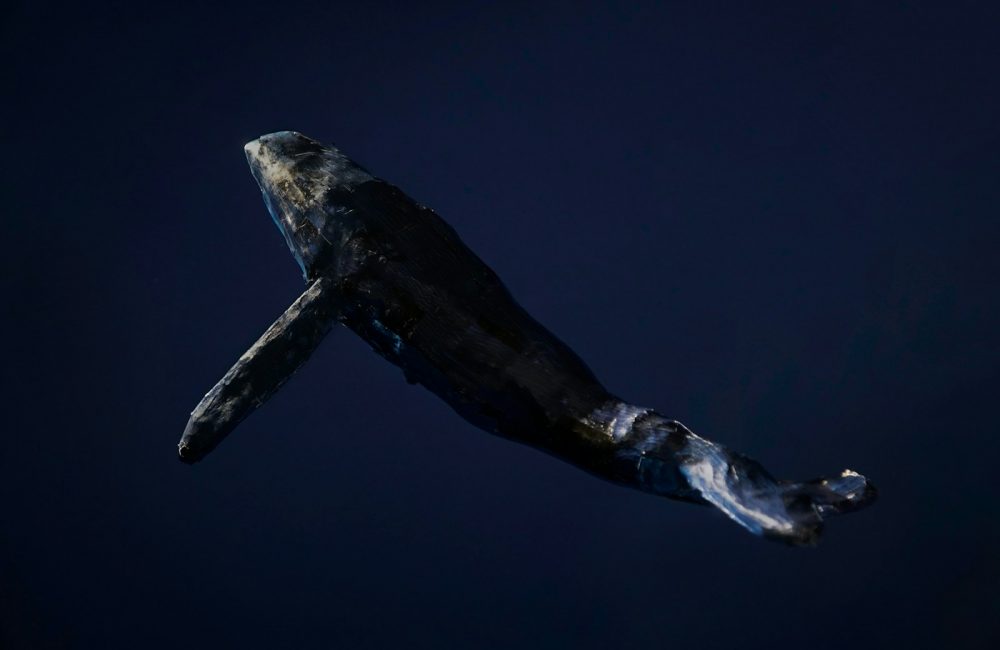 black and white whale under water