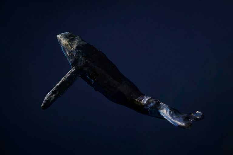 Why Do Whales Sing?
