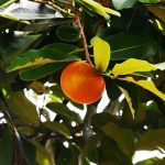 13 Best Health Benefits of Velvet Apple for Men