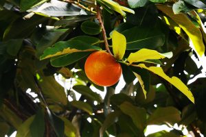 13 Best Health Benefits of Velvet Apple for Men